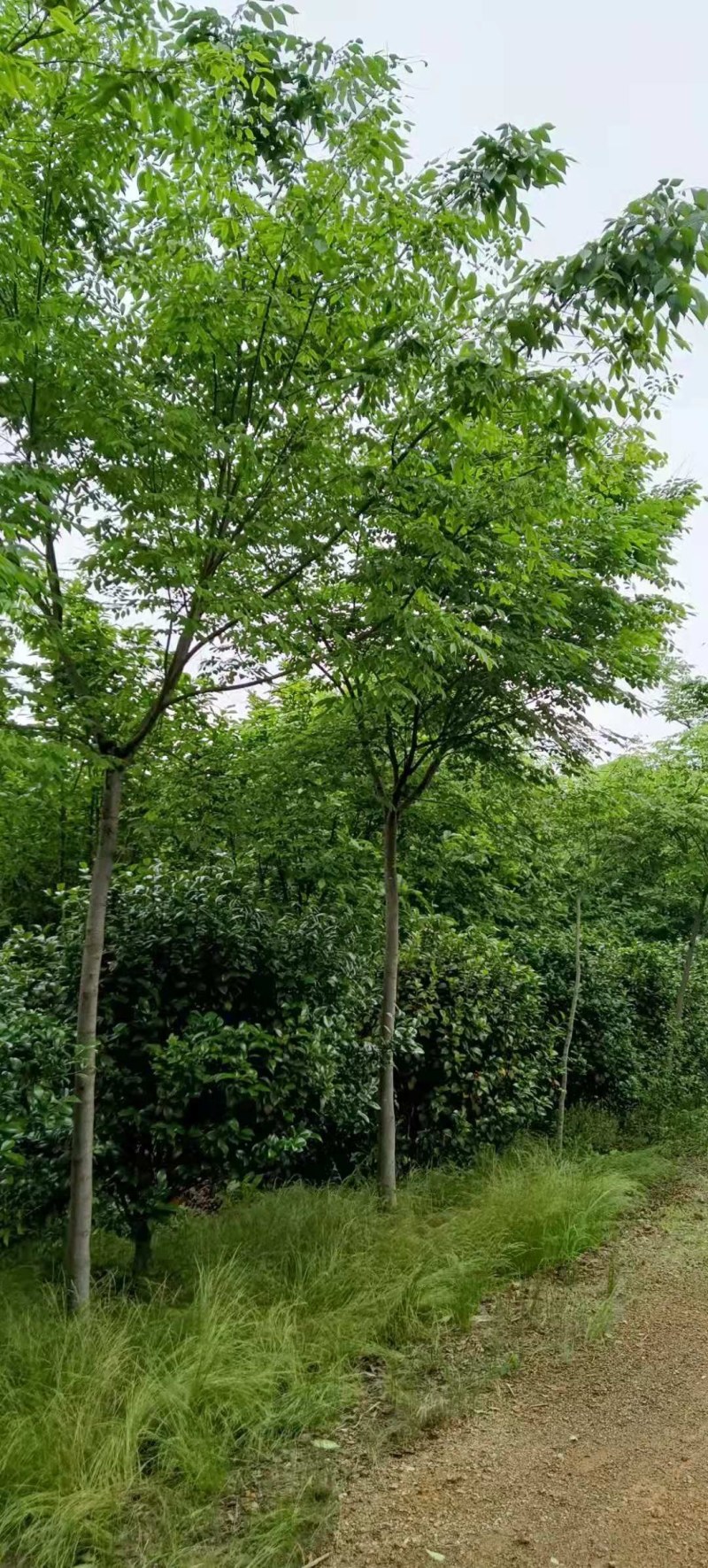 6-10公分朴树大量供应江西