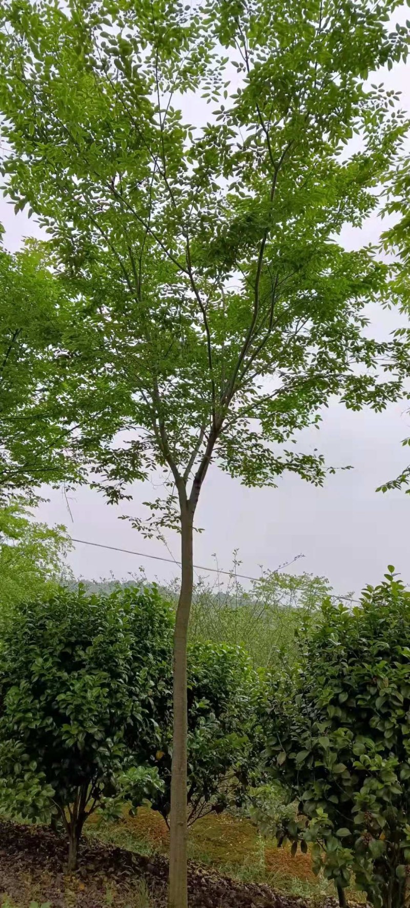 6-10公分朴树大量供应江西