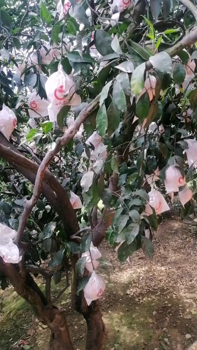 彭山不知火，丑柑味道好，个头大，颜色红，高山不知火水份好