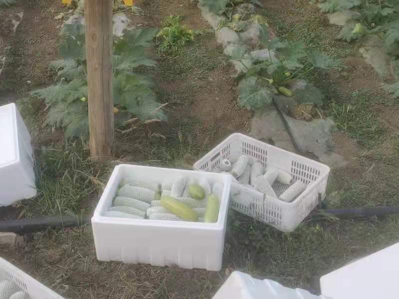 【西葫芦】青皮西葫芦欢迎采购兴仁欢迎欢迎热烈欢迎