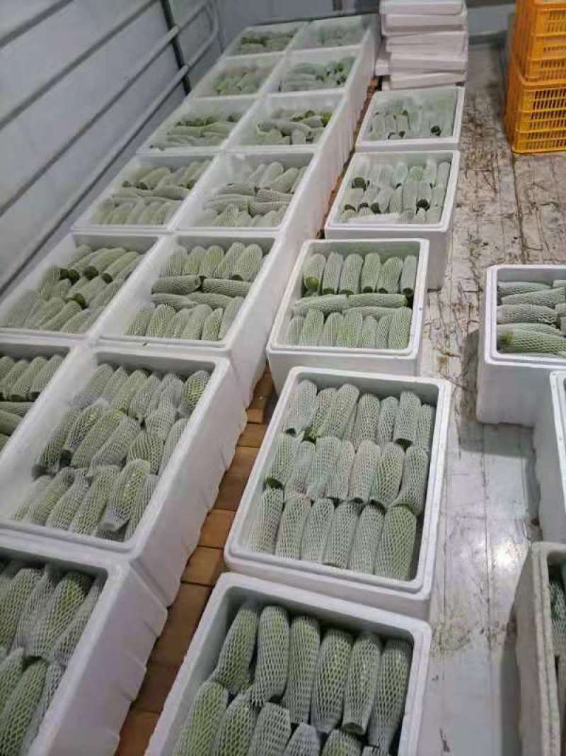 【西葫芦】青皮西葫芦欢迎采购兴仁欢迎欢迎热烈欢迎