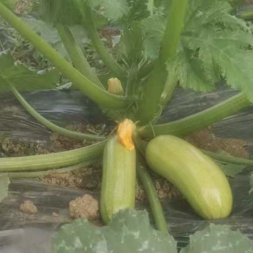 【西葫芦】青皮西葫芦欢迎采购兴仁欢迎欢迎热烈欢迎