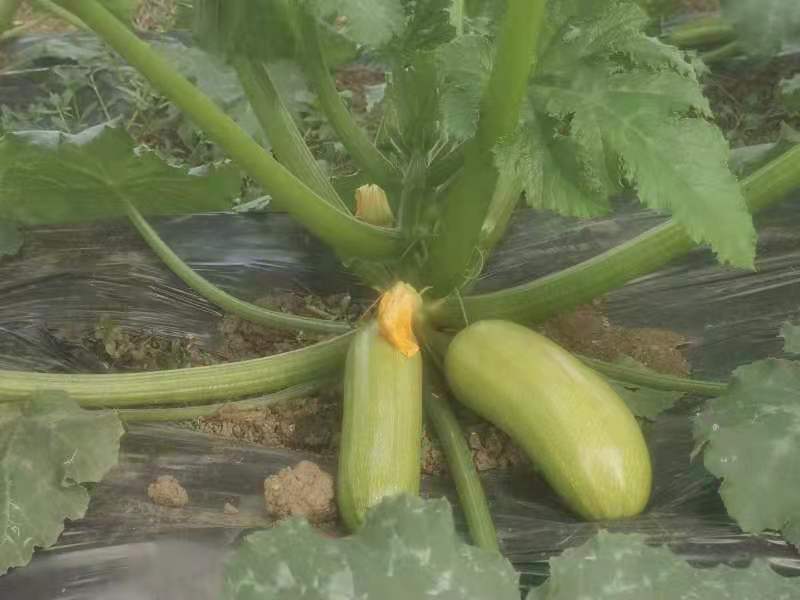 【西葫芦】青皮西葫芦欢迎采购兴仁欢迎欢迎热烈欢迎