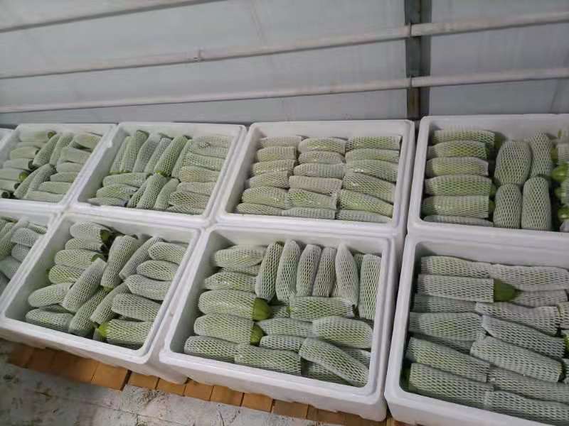 【西葫芦】青皮西葫芦欢迎采购兴仁欢迎欢迎热烈欢迎