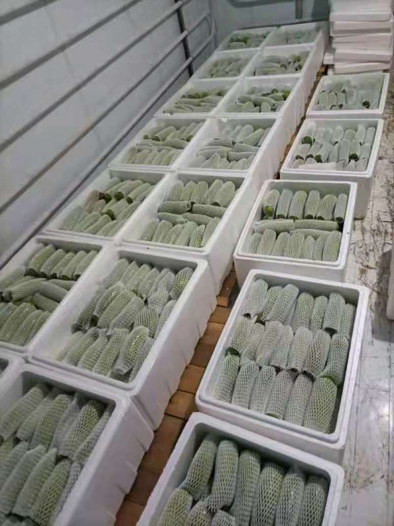 【西葫芦】青皮西葫芦欢迎采购兴仁欢迎欢迎热烈欢迎