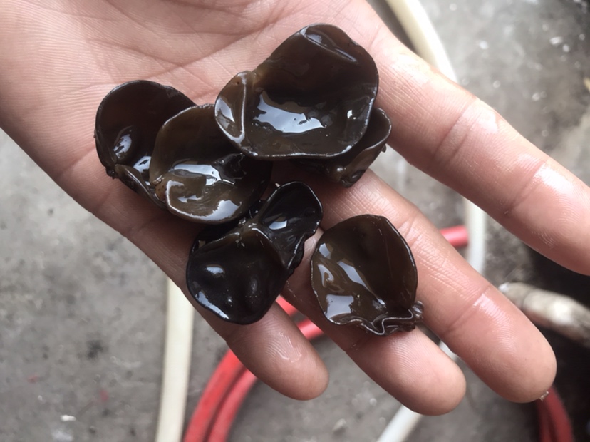 黑木耳特写