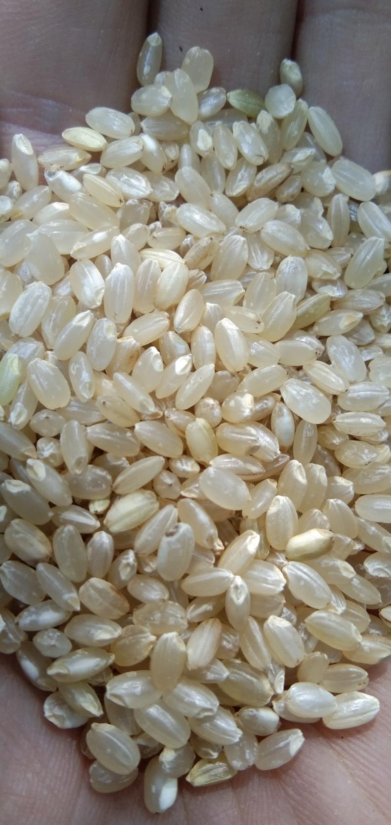 香糙米