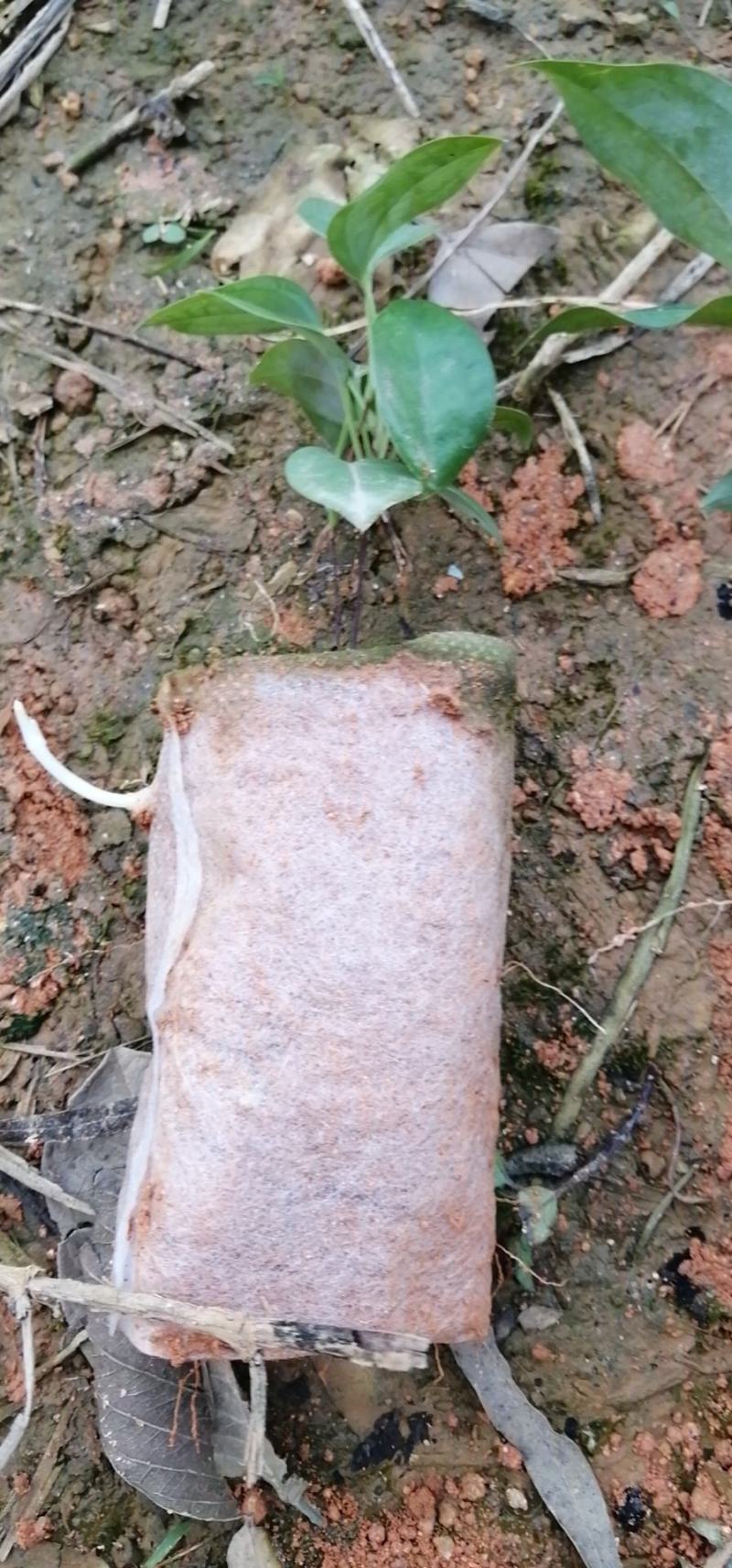土茯苓苗