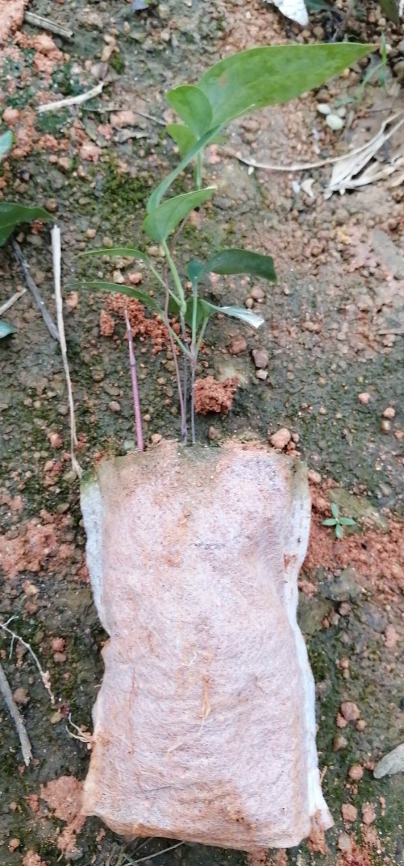 土茯苓苗