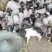宠物猪香猪，出售中，要的联系