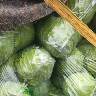 精品甘藍大量上市产地直发对接全国可视频看货