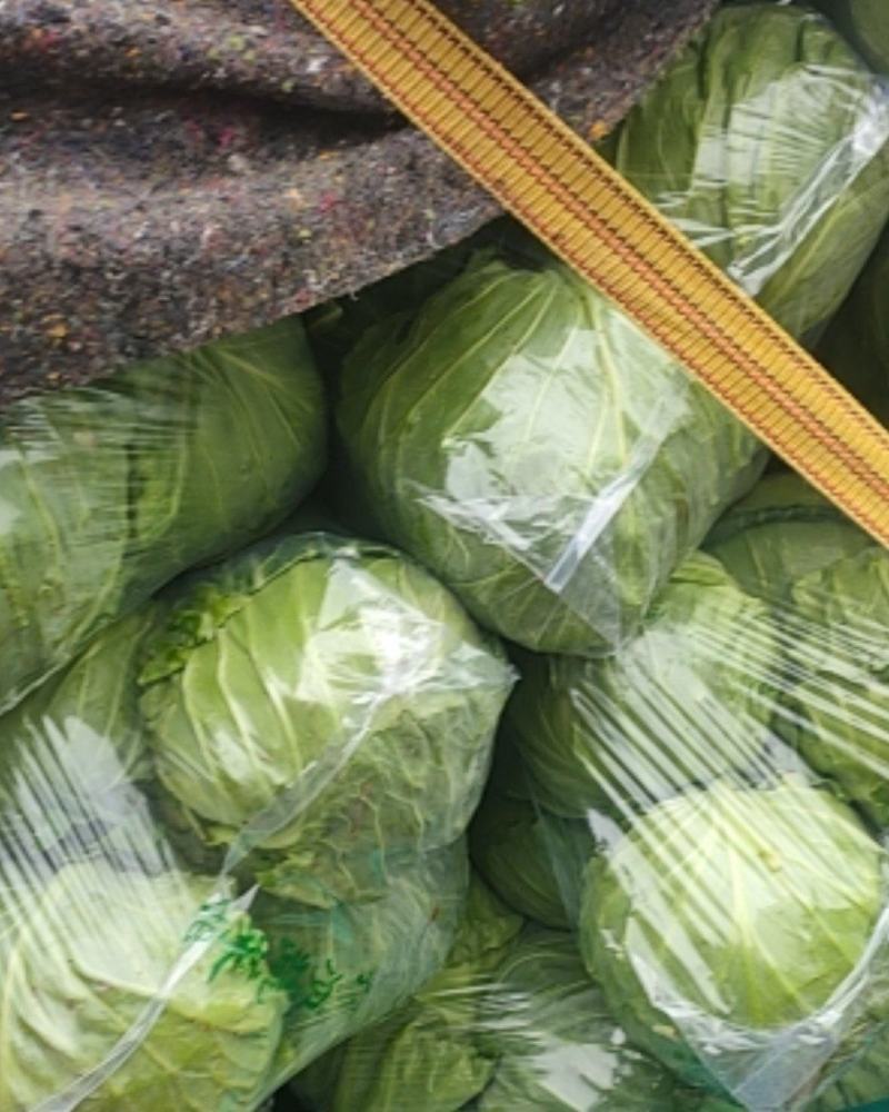 精品甘藍大量上市产地直发对接全国可视频看货