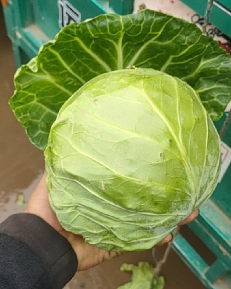 精品甘藍大量上市产地直发对接全国可视频看货