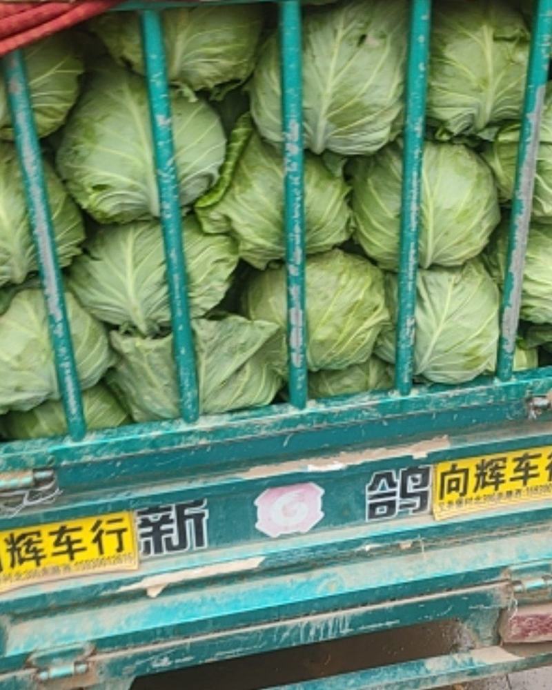 精品甘藍大量上市产地直发对接全国可视频看货