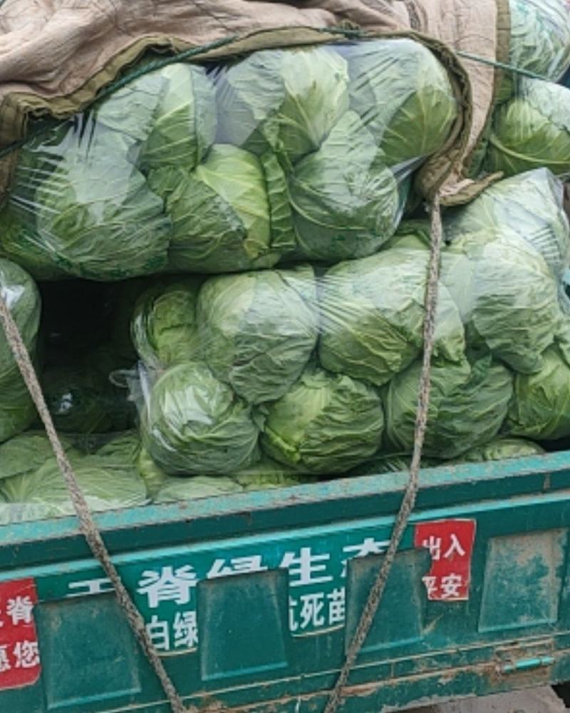 精品甘藍大量上市产地直发对接全国可视频看货
