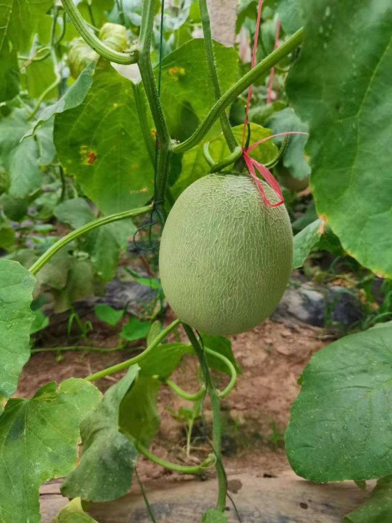 鲁厚甜通货量大口感好。果型大。便宜