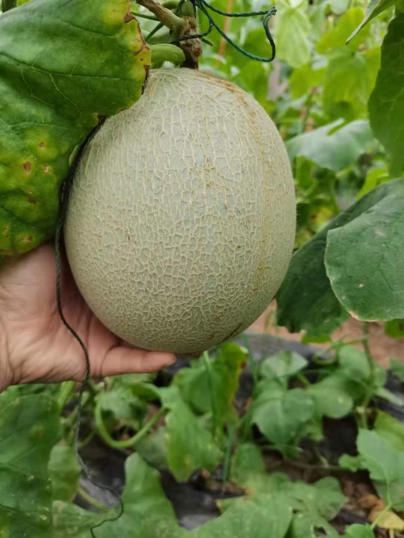 鲁厚甜通货量大口感好。果型大。便宜