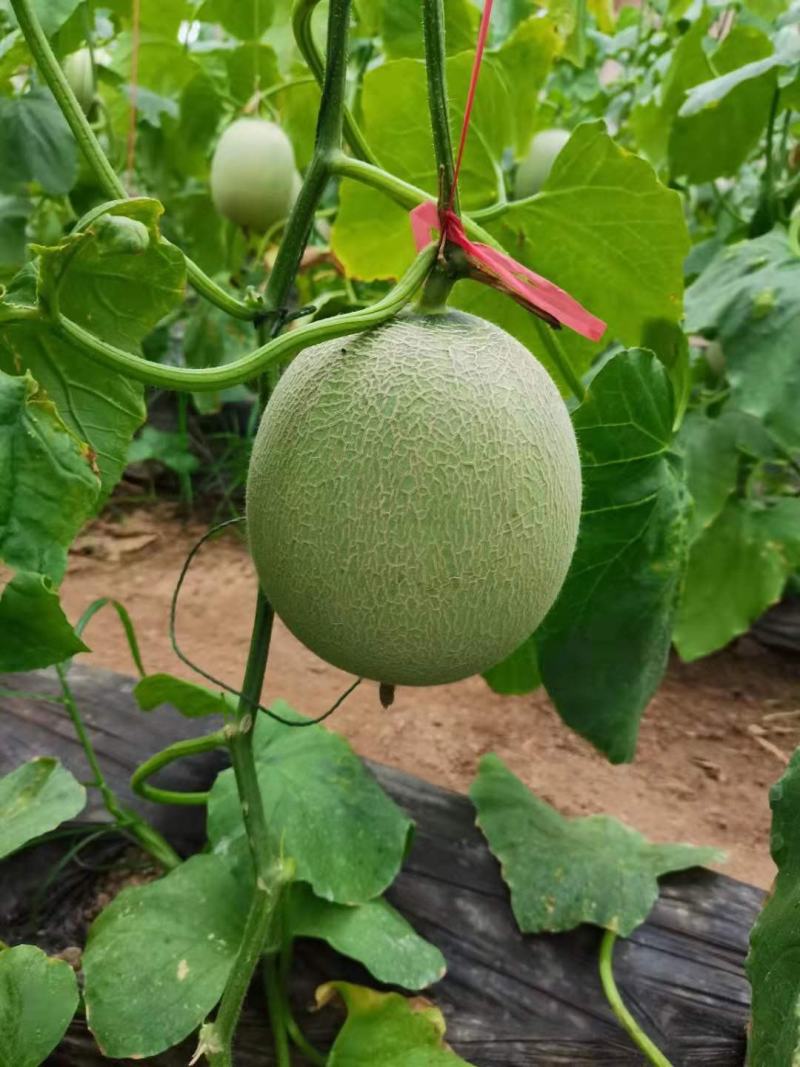 鲁厚甜通货量大口感好。果型大。便宜
