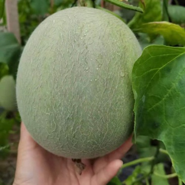 鲁厚甜通货量大口感好。果型大。便宜