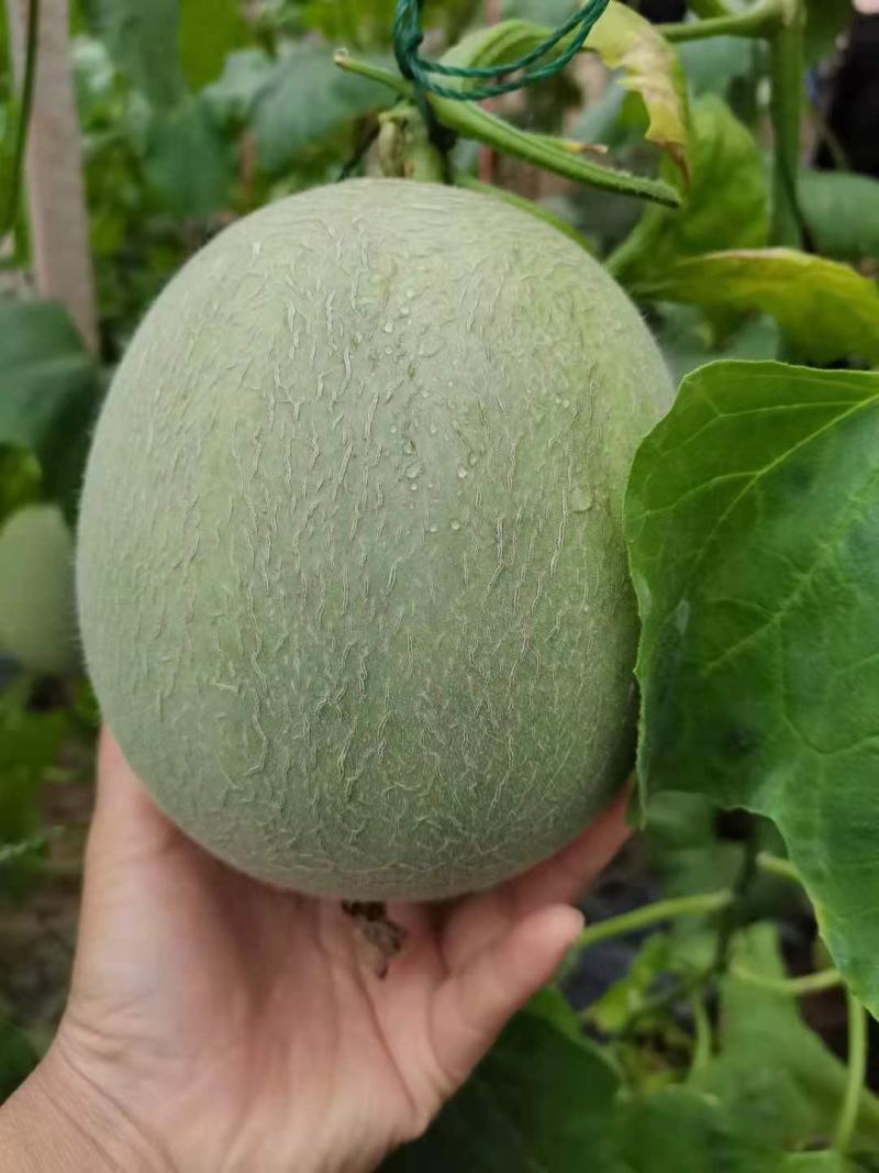 鲁厚甜通货量大口感好。果型大。便宜