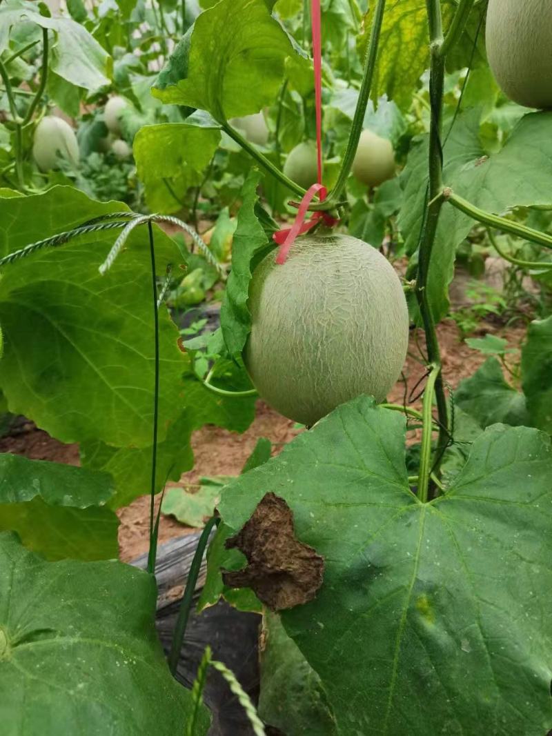 鲁厚甜通货量大口感好。果型大。便宜