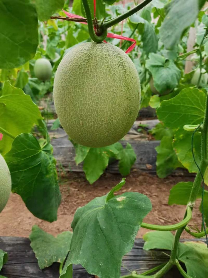 鲁厚甜通货量大口感好。果型大。便宜