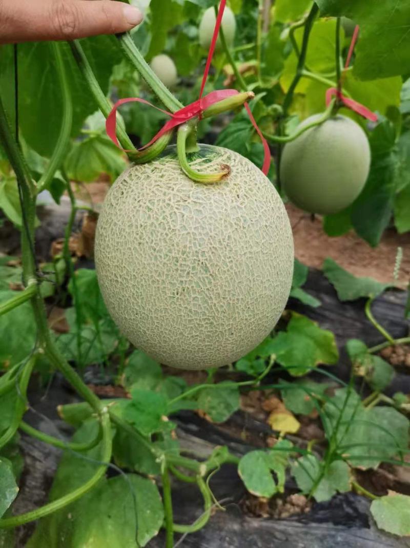 鲁厚甜通货量大口感好。果型大。便宜
