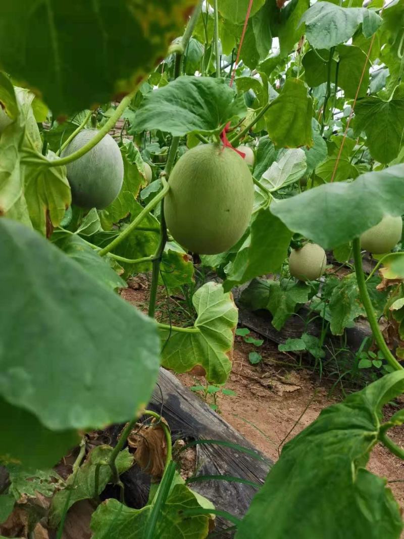 鲁厚甜通货量大口感好。果型大。便宜
