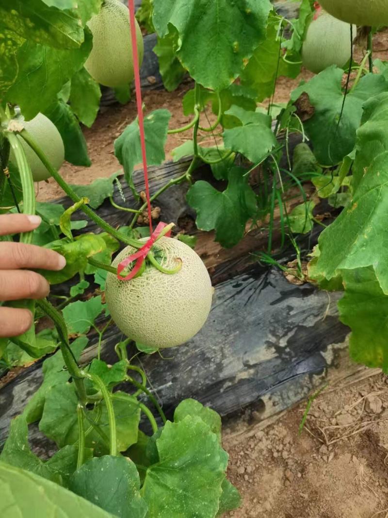 鲁厚甜通货量大口感好。果型大。便宜