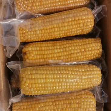 糯玉米