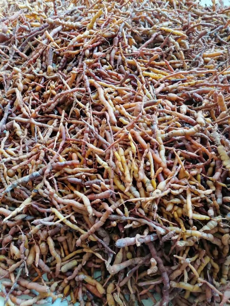 绣花针虎刺鸡金参现采现发量大从优欢迎咨询，大量有货