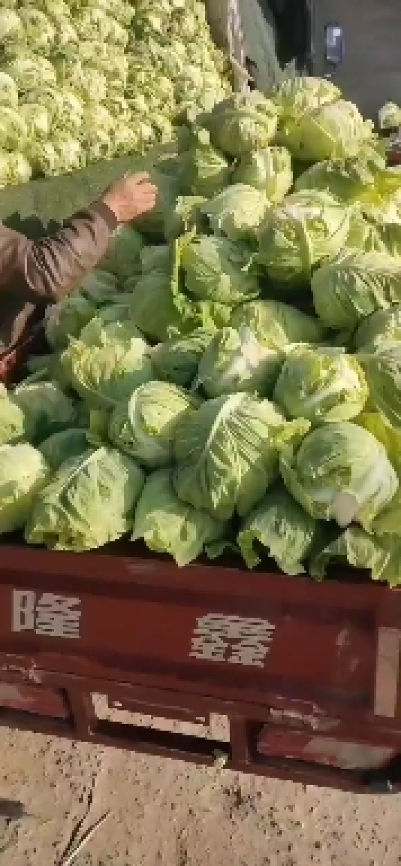 牛心包菜上市了，欢迎前来选购