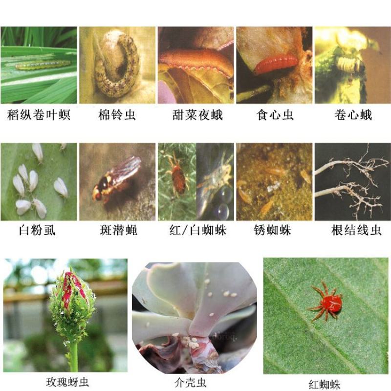 高效氯氟氰菊酯杀虫剂果树蔬菜农药蚜虫菜青虫红蜘蛛药杀虫剂