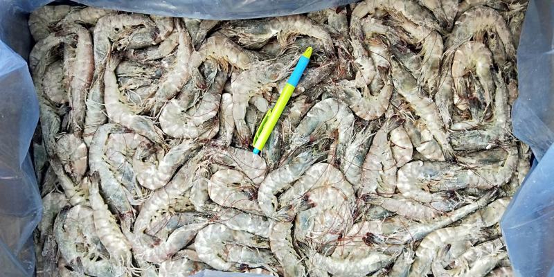 奥迪A6大虾24斤4050单条单冻高品质大虾性价比高