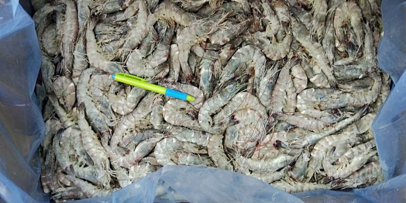 奥迪A6大虾24斤4050单条单冻高品质大虾性价比高