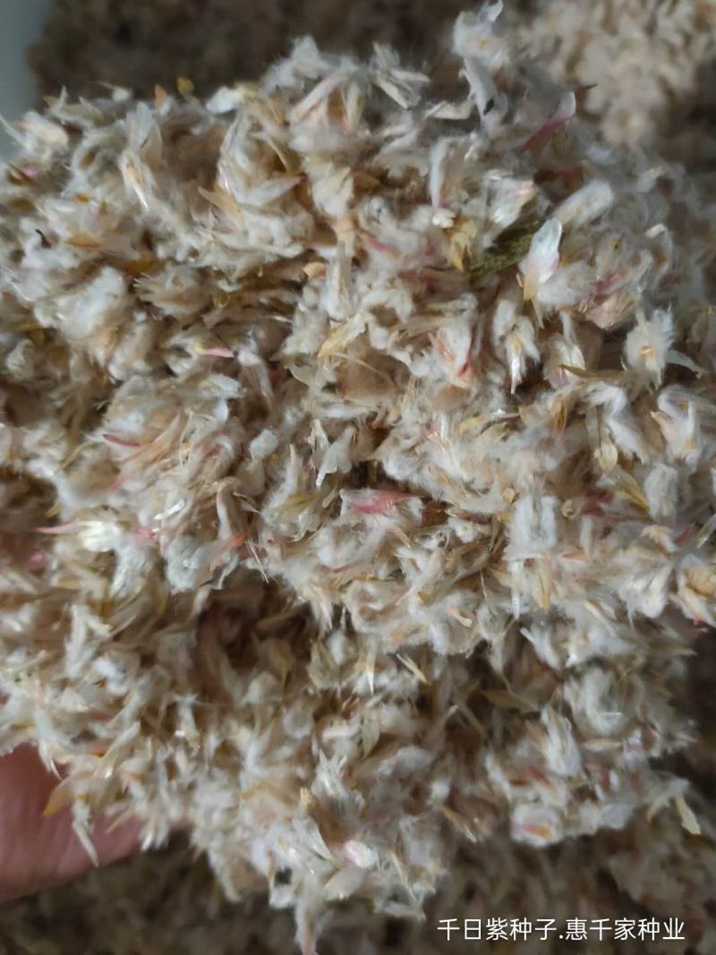 千日紫千日红百日红千日白千日粉种子火球花耐旱四季花海种子