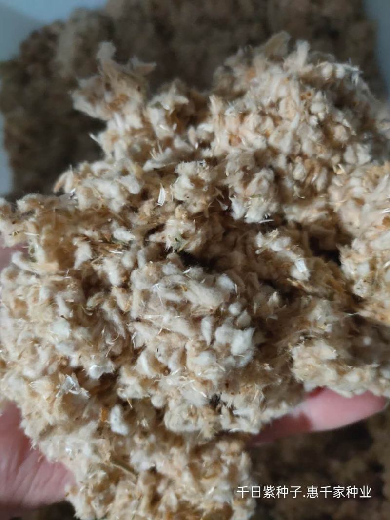 千日紫千日红百日红千日白千日粉种子火球花耐旱四季花海种子