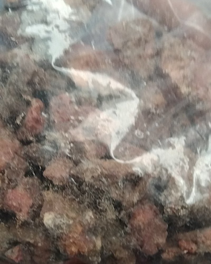 阿魏包邮，常年批发供应冷背中药材臭阿魏，量大从优