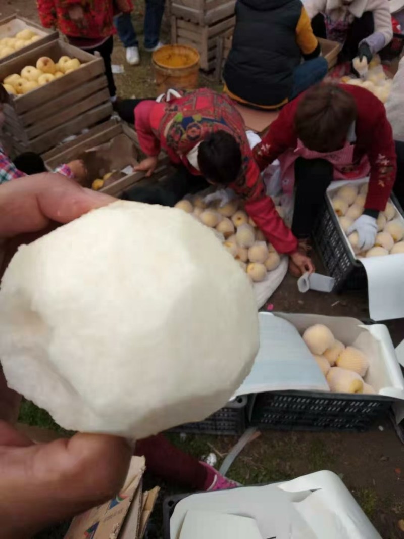 砀山酥梨，果面干净，汁多甘甜，含糖量高，保证质量！