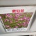麦仙翁种子粗生野花种子易活阳台庭院观赏花籽盆栽易种四季