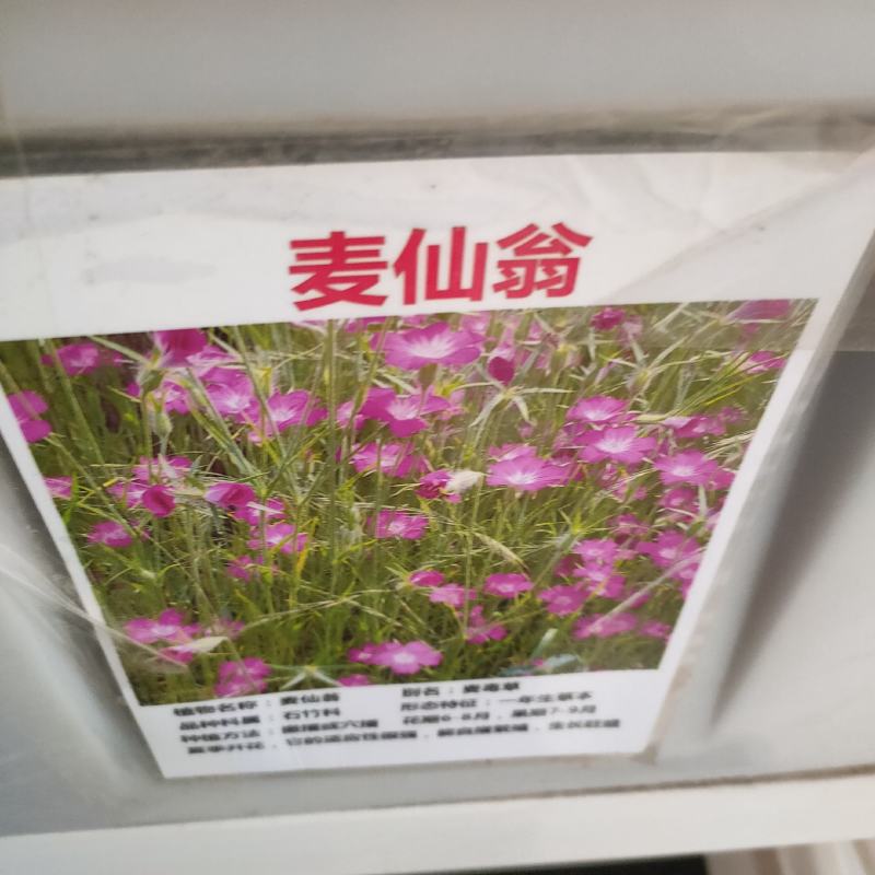 麦仙翁种子粗生野花种子易活阳台庭院观赏花籽盆栽易种四季