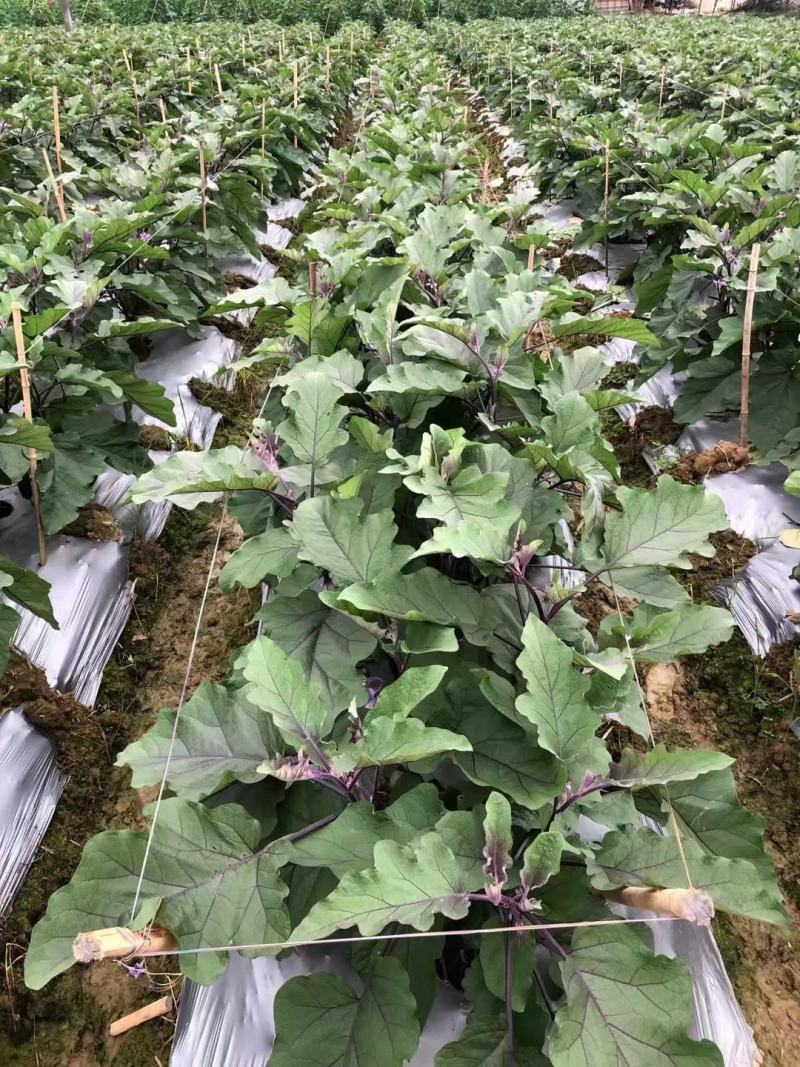 横县紫茄子红茄长茄中茄黑茄烧烤茄