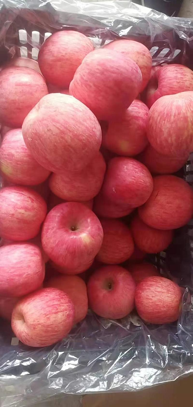 【红富士苹果】山东苹果，，价格便宜苹果价格