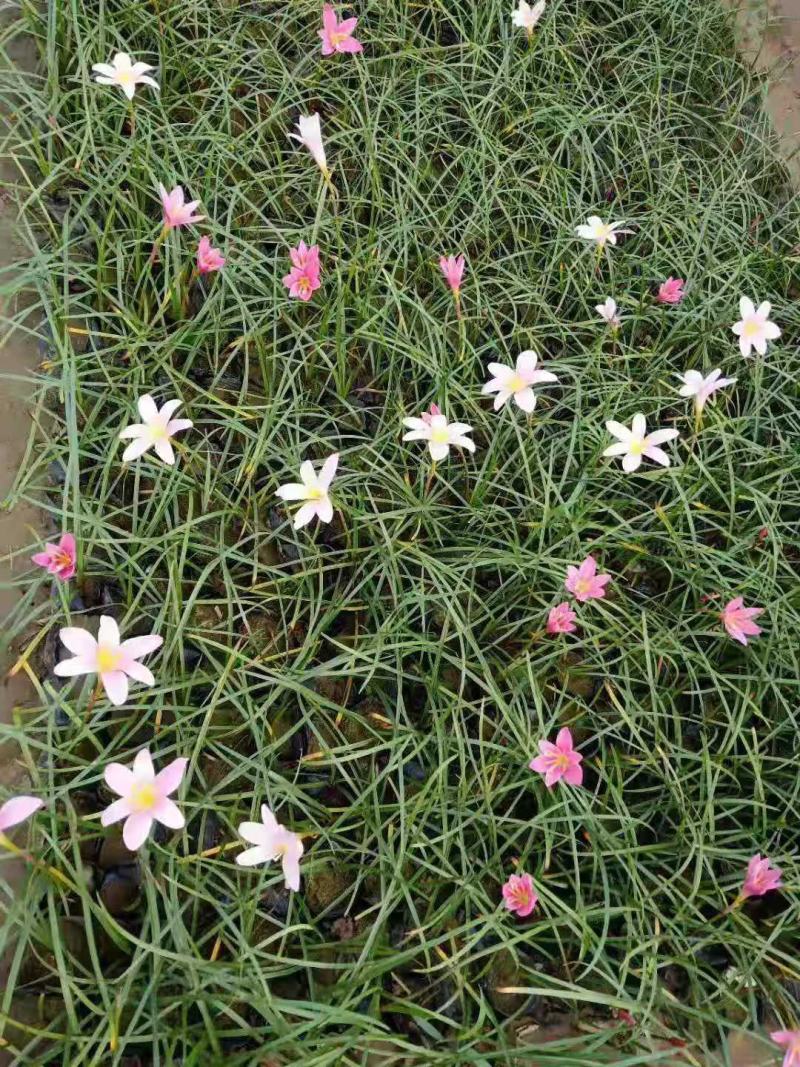 红花韭兰，红花葱兰，自产自销，山东货源，