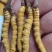 虫草冬虫夏草新鲜虫草干虫草