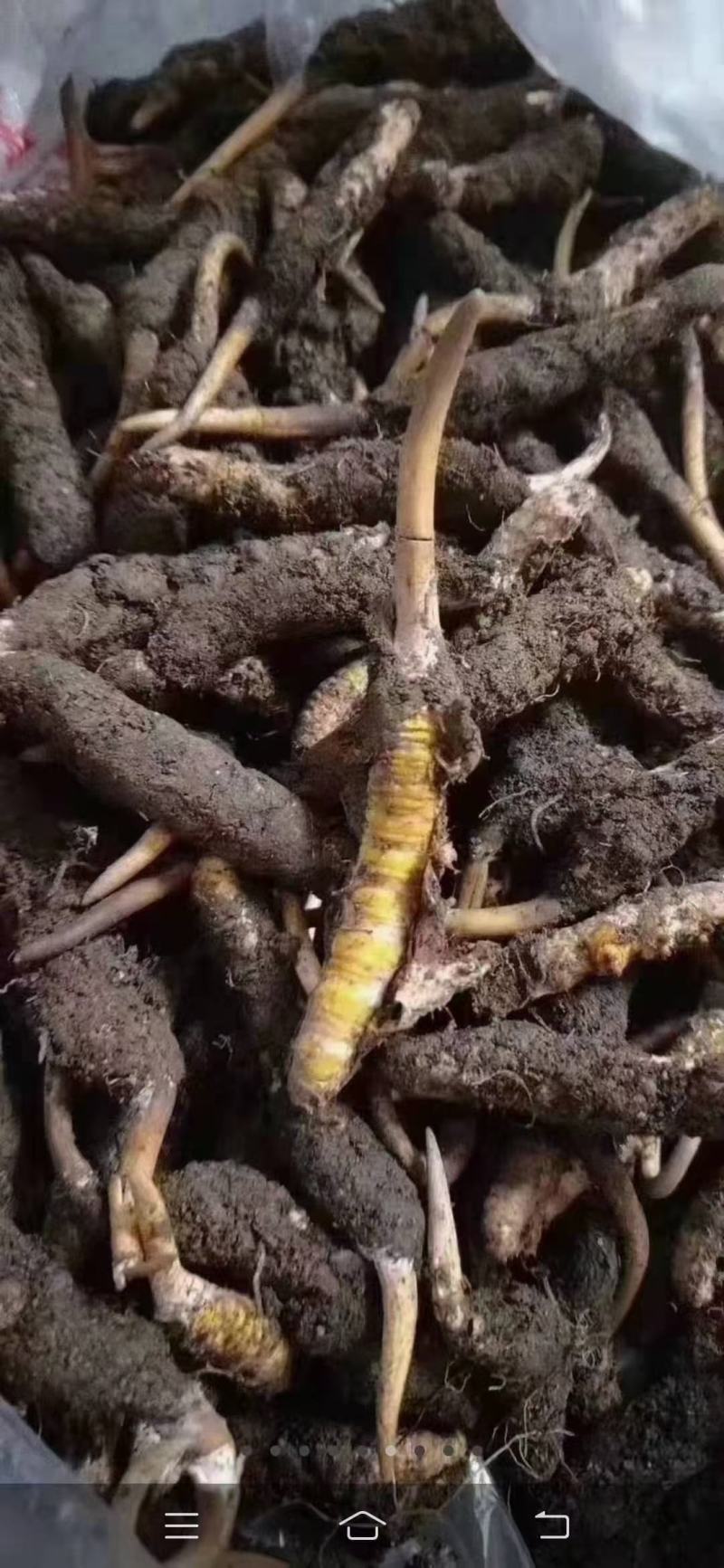 虫草冬虫夏草新鲜虫草干虫草