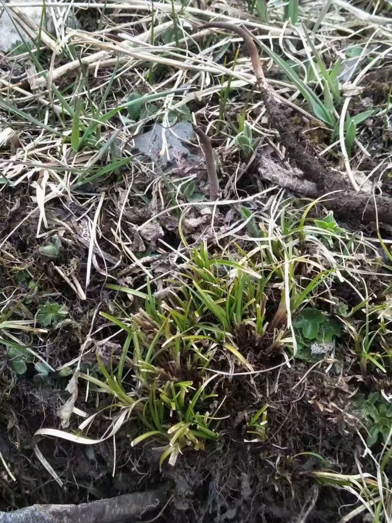 虫草冬虫夏草新鲜虫草干虫草