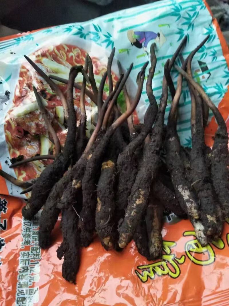 虫草冬虫夏草新鲜虫草干虫草