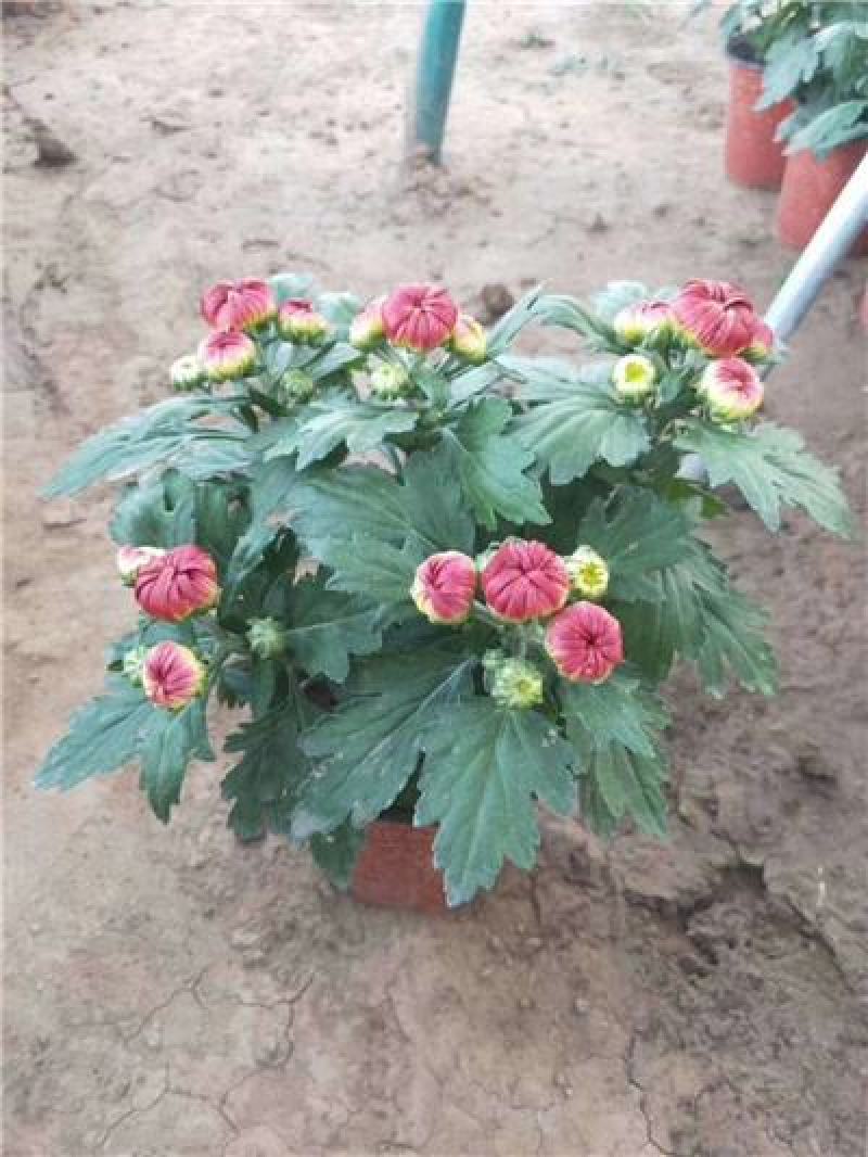 千头菊，大菊花，各种规格都有，品种全量大