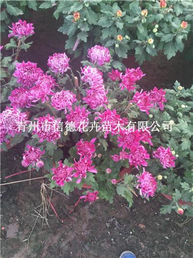 千头菊，大菊花，各种规格都有，品种全量大